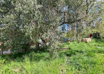 Independent house Sant'Olcese - photo 4