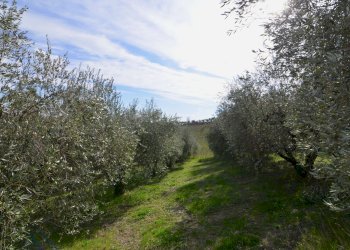 Rustico Appignano del Tronto - foto 12