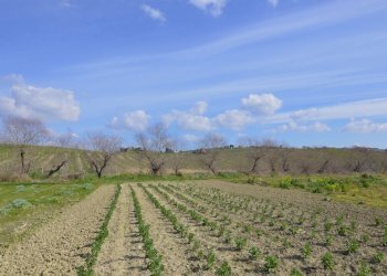 Rustico Appignano del Tronto - foto 10