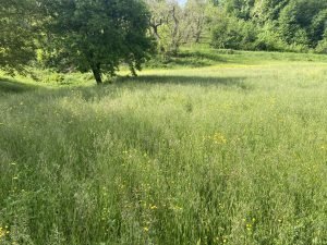 Terreno agricolo Guiglia - foto 1