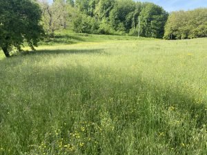 Terreno agricolo Guiglia - foto 2