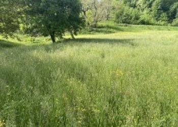 Terreno agricolo Guiglia - foto 1