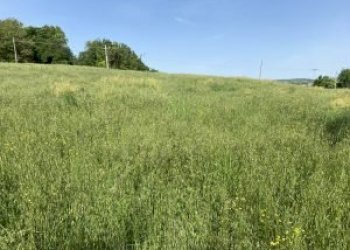 Terreno agricolo Guiglia - foto 3