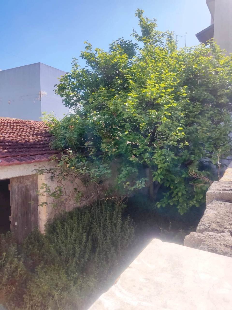 PHOTO-2024-04-27-11-22-47 (2).jpg - Rustic Vico Aurelio Saffi 4, Sammichele di Bari - photo 2