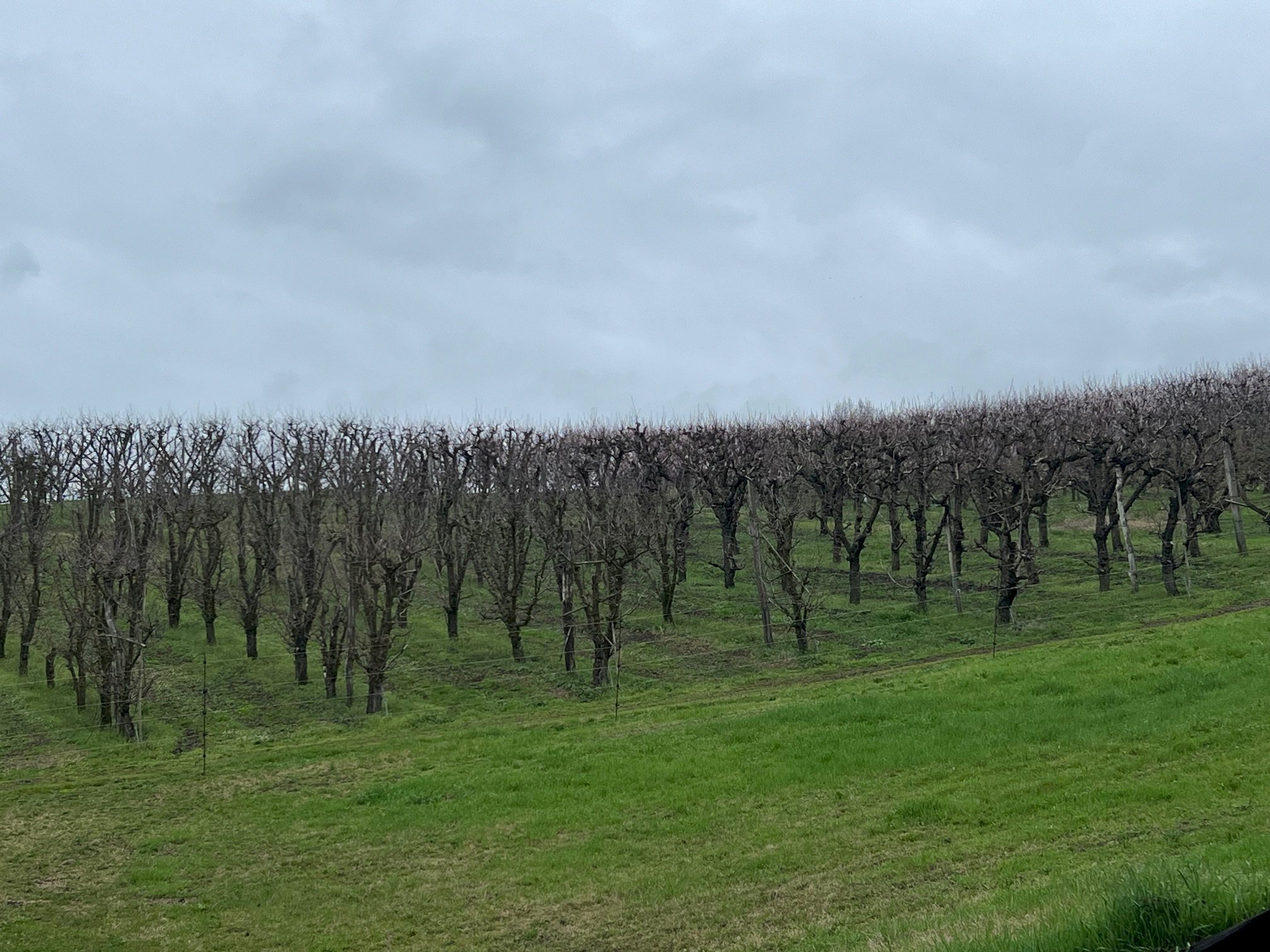 Agricultural land via barleda, Sasso Marconi - photo 2