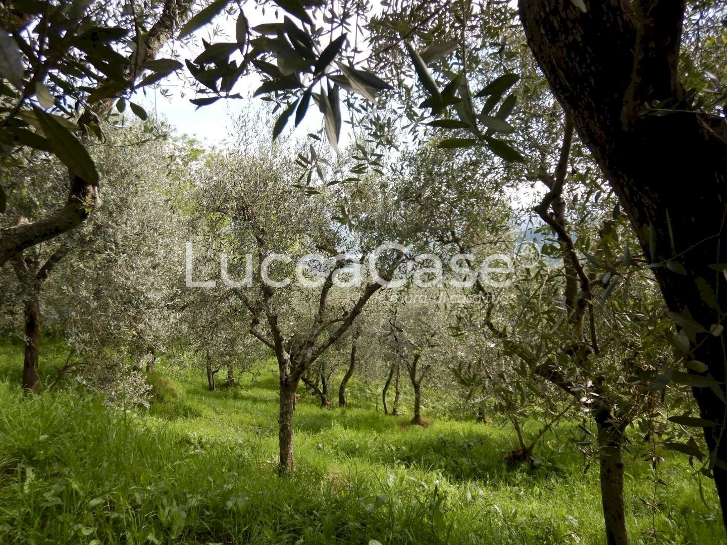 Terreno agricolo Capannori - foto 2