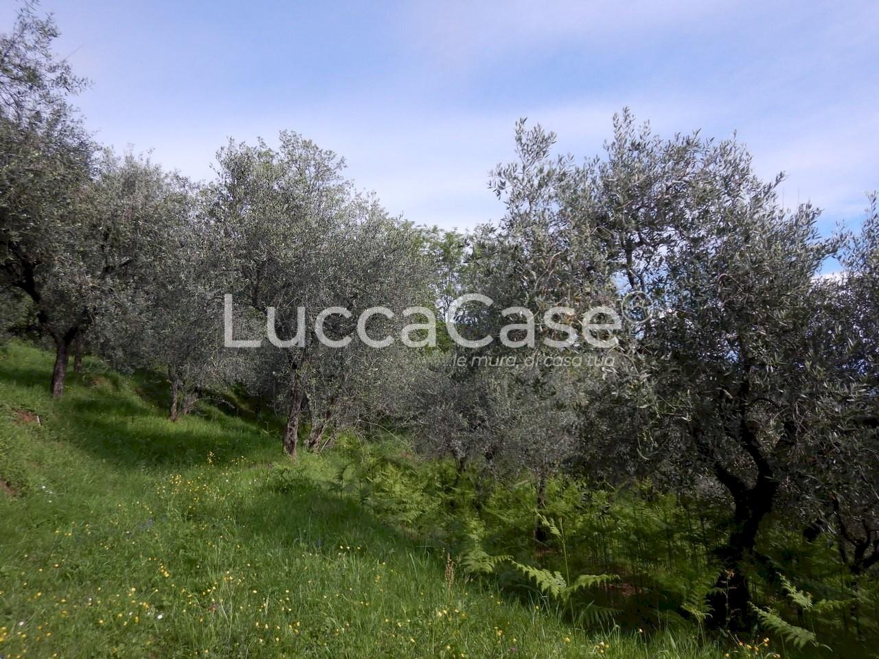 Terreno agricolo Capannori - foto 3