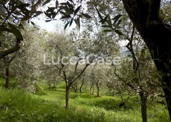 Terreno agricolo Capannori - foto 2