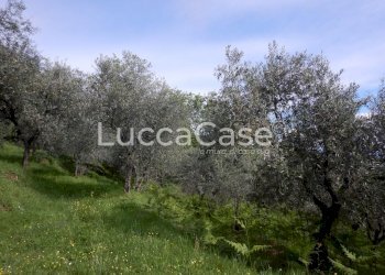 Terreno agricolo Capannori - foto 3