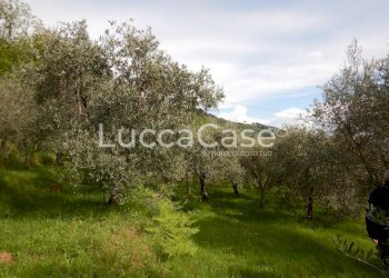 Terreno agricolo Capannori - foto 5