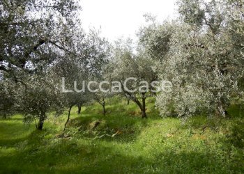 Terreno agricolo Capannori - foto 6