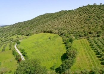Azienda agricola Cinigiano - foto 4