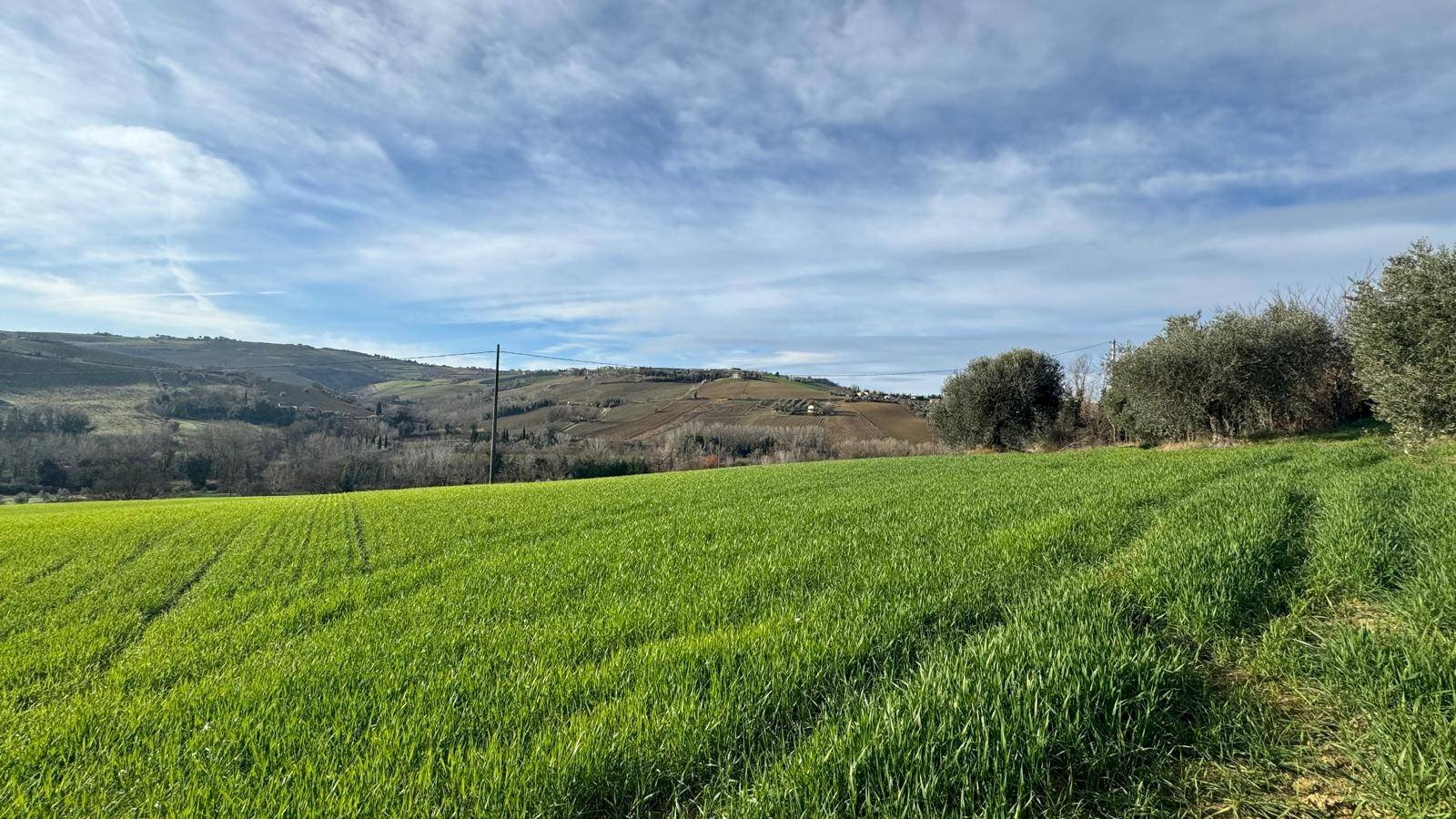 Terreno agricolo Contrada Tesino, Offida - foto 2