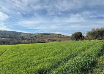 Terreno agricolo Contrada Tesino, Offida - foto 2