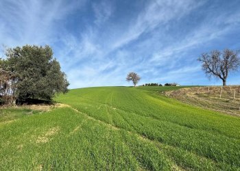 Terreno agricolo Contrada Tesino, Offida - foto 4