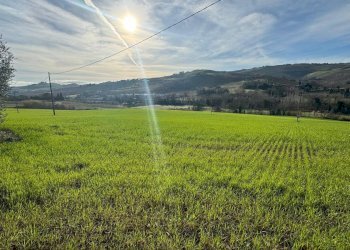 Terreno agricolo Contrada Tesino, Offida - foto 5