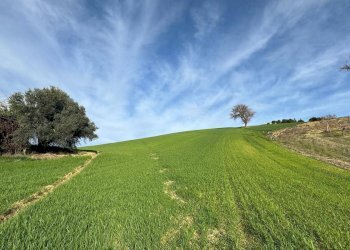 Terreno agricolo Contrada Tesino, Offida - foto 7