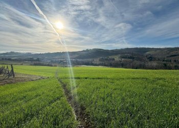 Rustic Contrada Tesino, Offida - photo 9