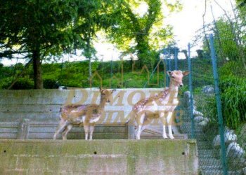 Screenshot 2024-05-06 alle 12.14.41.jpg - Villa Via Monte Bianco 8, Dormelletto - foto 10