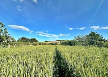 Agricultural land Via roma, San Giovanni in Marignano - photo 8