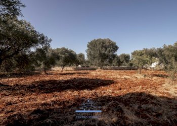 26.jpg - Casa indipendente Contrada Tamburroni, Ostuni - foto 13