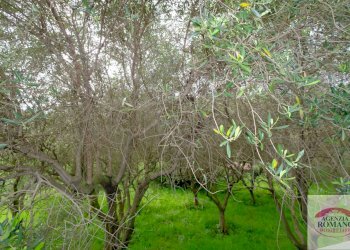 Rif 1462(Copy27).jpg - Rustico Via Monte Guano 19, Genova - foto 23