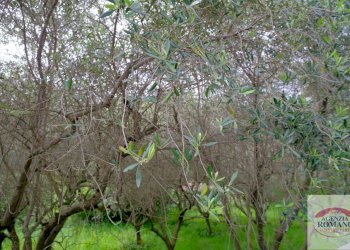 Rif 1462(Copy28).jpg - Rustico Via Monte Guano 19, Genova - foto 24