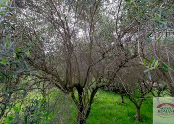 Rif 1462(Copy29).jpg - Rustico Via Monte Guano 19, Genova - foto 25