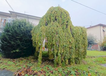 Casa indipendente Forlì - foto 2
