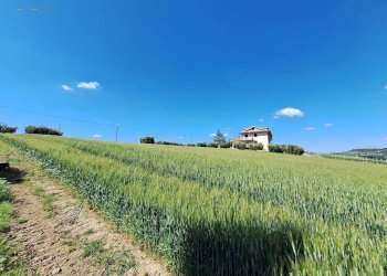Agricultural land C.da Tosciano, Ripatransone - photo 7