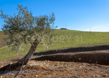 Casa con terreno Catenanuova (17).jpg - Terreno agricolo Strada Provinciale 23b, Centuripe - foto 16