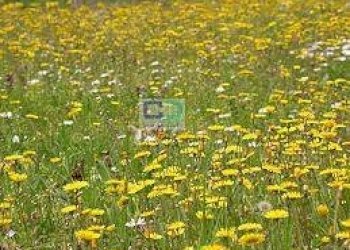 Building land Pozzuolo Martesana - photo 5