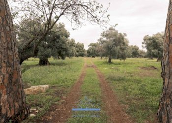 5151.jpg - Casale sp 19, Ostuni - foto 12