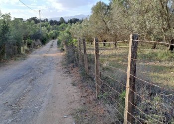 Uliveto - Terreno agricolo Via dei Gladioli, Quartucciu - foto 2