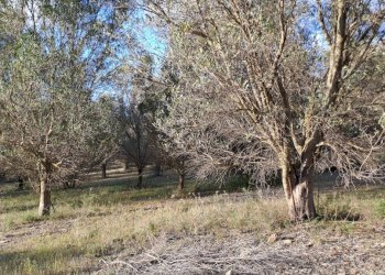 uliveto - Terreno agricolo Via dei Gladioli, Quartucciu - foto 6