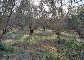 uliveto - Terreno agricolo Via dei Gladioli, Quartucciu - foto 8