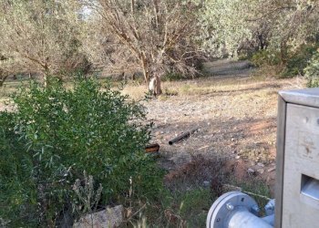 uliveto - Terreno agricolo Via dei Gladioli, Quartucciu - foto 9