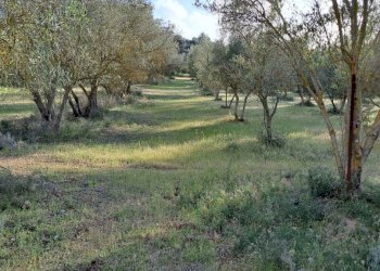 uliveto - Terreno agricolo Via dei Gladioli, Quartucciu - foto 11