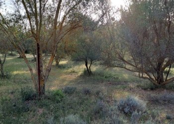 uliveto - Terreno agricolo Via dei Gladioli, Quartucciu - foto 12