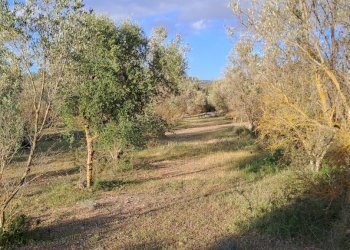 uliveto - Terreno agricolo Via dei Gladioli, Quartucciu - foto 13