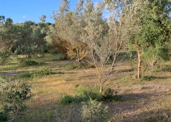 uliveto - Terreno agricolo Via dei Gladioli, Quartucciu - foto 14