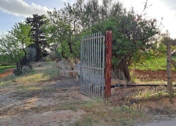ingresso coltivati - Terreno agricolo Via dei Gladioli, Quartucciu - foto 15