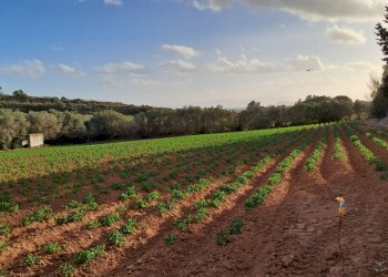 coltivati verso sud - Terreno agricolo Via dei Gladioli, Quartucciu - foto 17