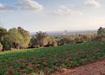verso sud - Terreno agricolo Via dei Gladioli, Quartucciu - foto 18