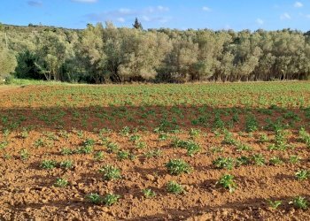 coltivati - Terreno agricolo Via dei Gladioli, Quartucciu - foto 19