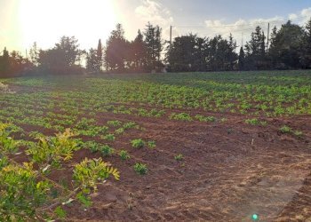 coltivati - Terreno agricolo Via dei Gladioli, Quartucciu - foto 20