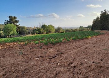 coltivati - Terreno agricolo Via dei Gladioli, Quartucciu - foto 21