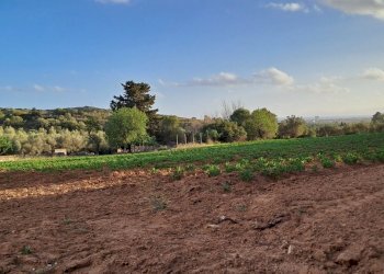 coltivati - Terreno agricolo Via dei Gladioli, Quartucciu - foto 22