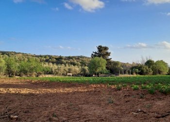 coltivati - Terreno agricolo Via dei Gladioli, Quartucciu - foto 23