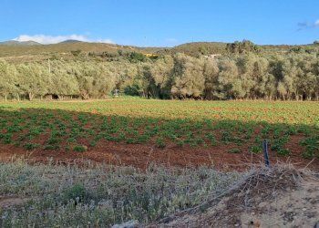 coltivati - Terreno agricolo Via dei Gladioli, Quartucciu - foto 24